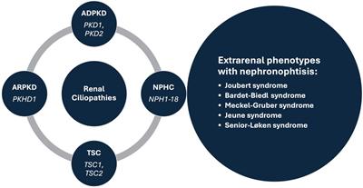 Editorial: Cystic kidney diseases in children and adults: from diagnosis to etiology and back